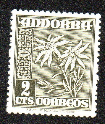Edelweiss