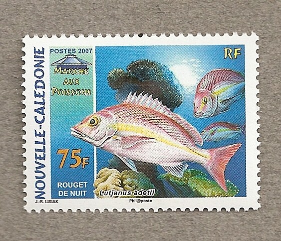 Salmonete de noche