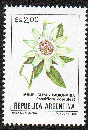 Mburucuya-Pasionaria