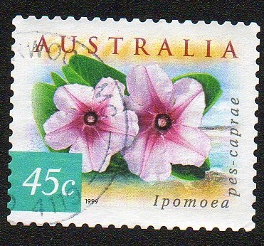 Ipomoea pes-caprae
