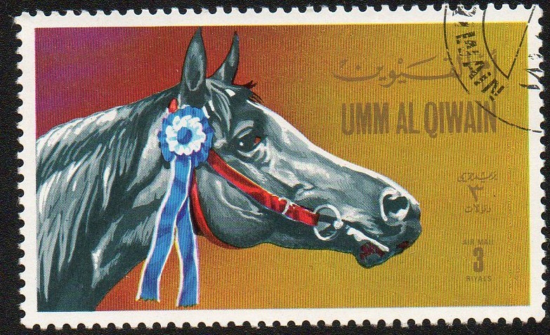 UMM AL QIWAIN - Caballo