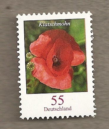 Amapola