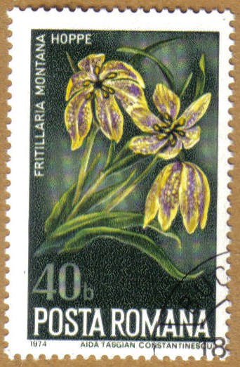Flores
