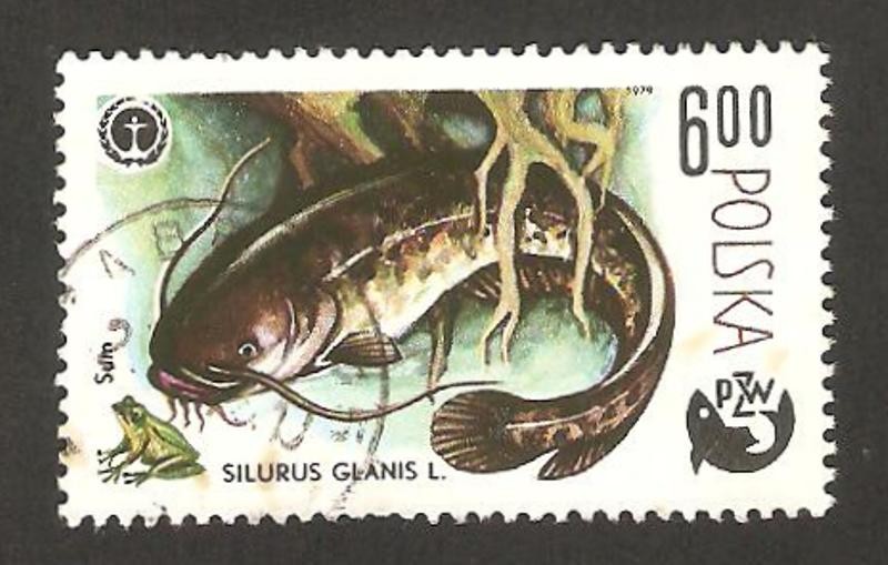centº de la pesca deportiva en Polonia, silurus glanis l.