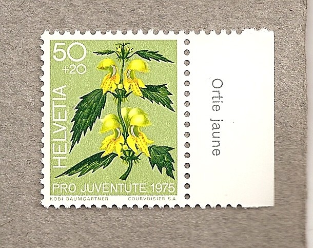 Ortiga amarilla
