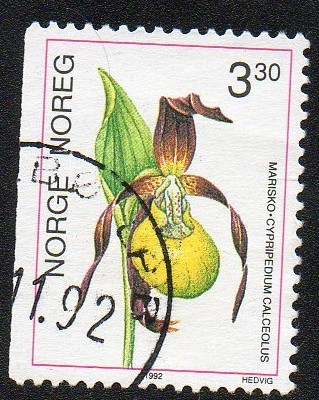 Orquídea