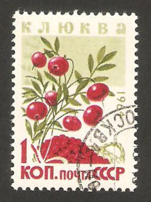 bayas, vaccinium axycoccos