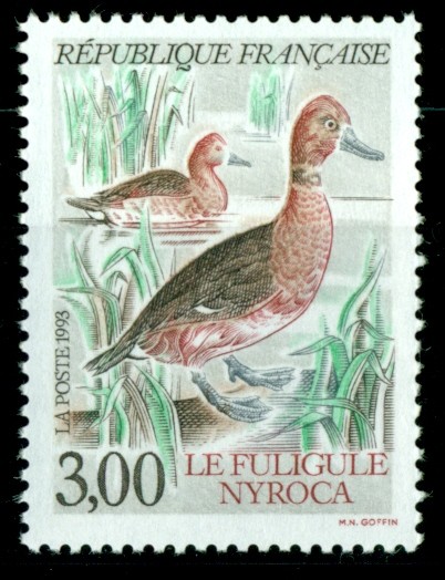 Fuligule Nyroca