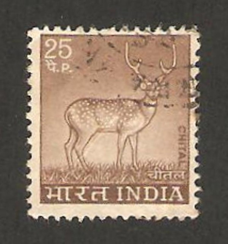 402 - fauna, chital