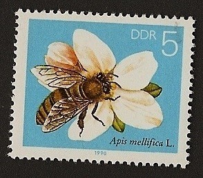 Abeja