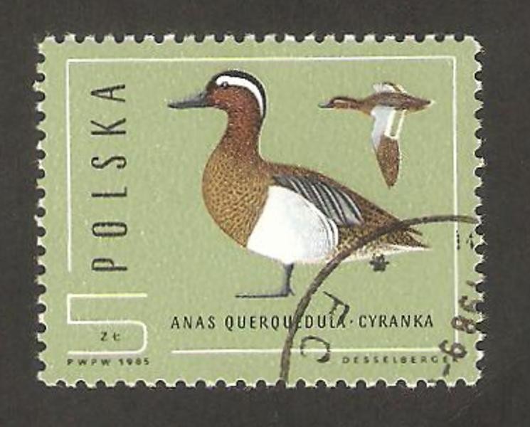 proteccion de la fauna, pato anas querquedula