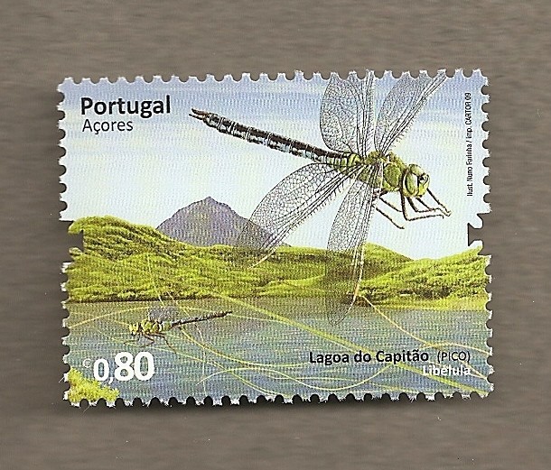 Azores, Libelula