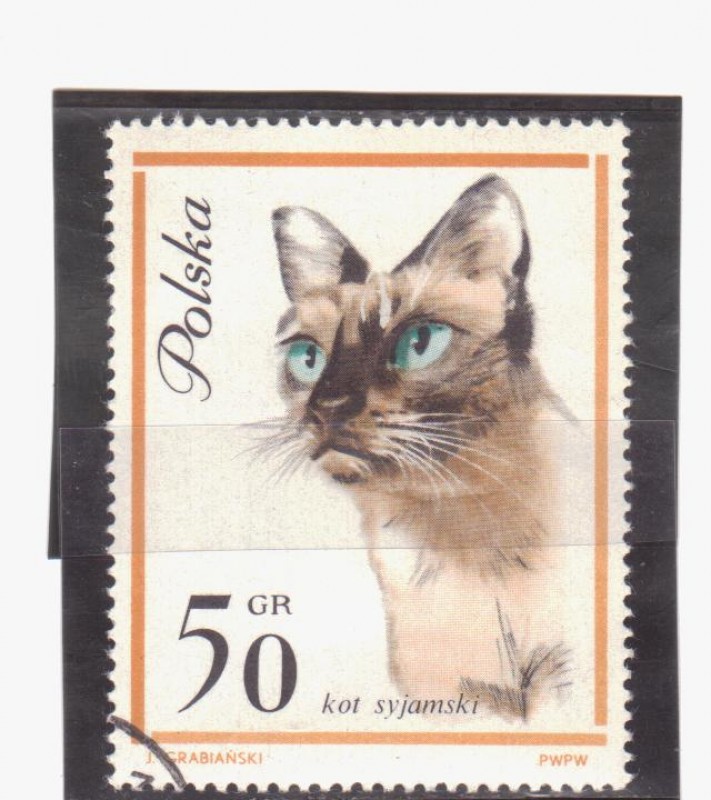 Gato siames
