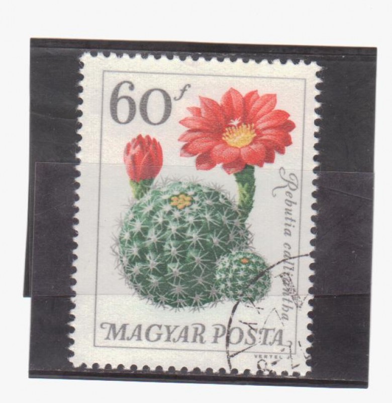 serie- Plantas