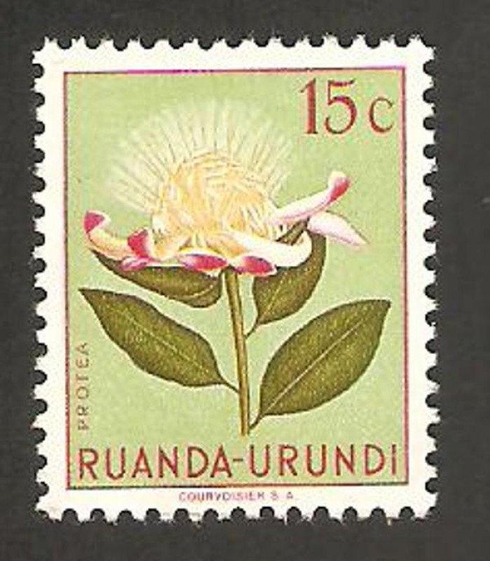 flora, protea