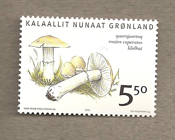 Setas de Groenlandia