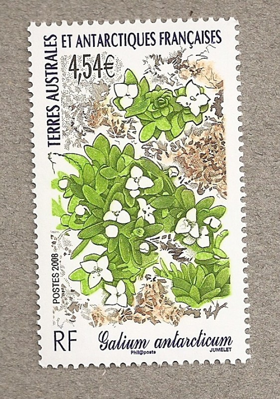 Galium antarcticum