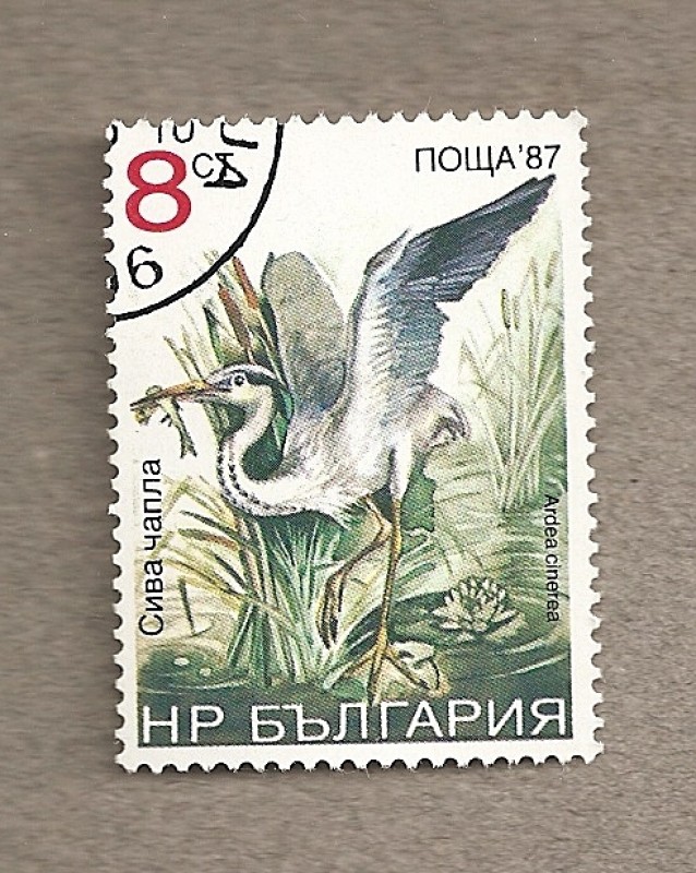 Aves