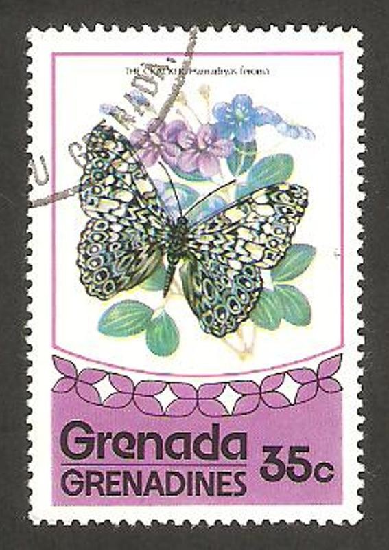 mariposa hamadryas feronia