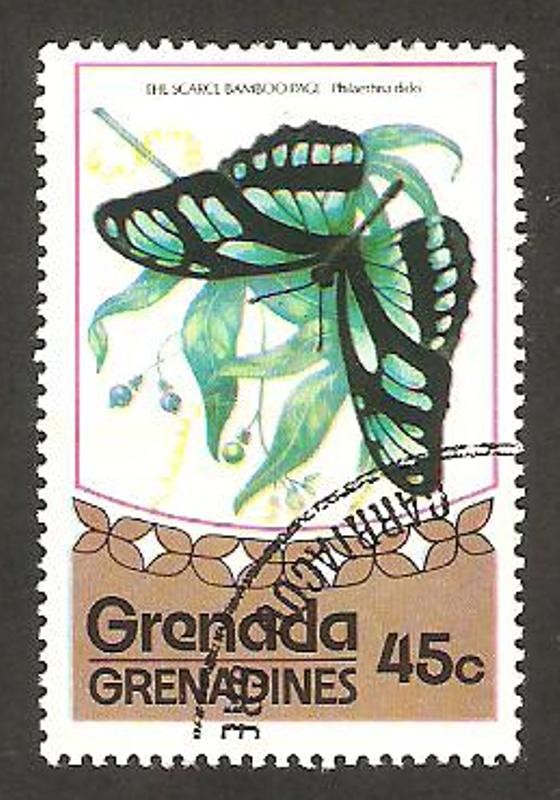 mariposa philaethria dido