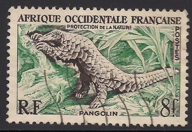 Pangolín.