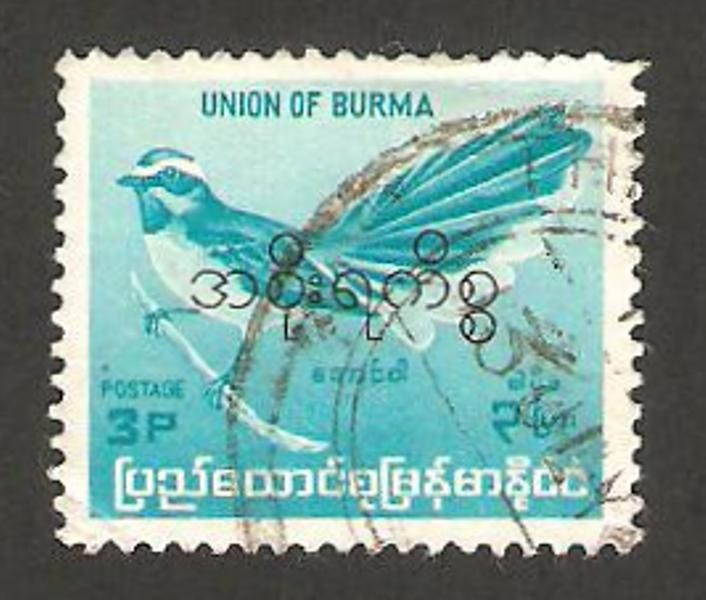 burma - ave muscicape