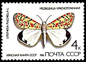 UTETHEISA PULCHELLA