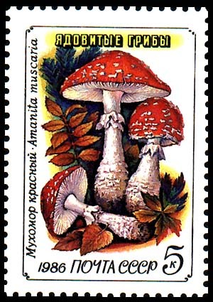 AMANITA MUSCARIA