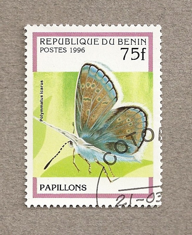 Mariposa Polymmatus icarus