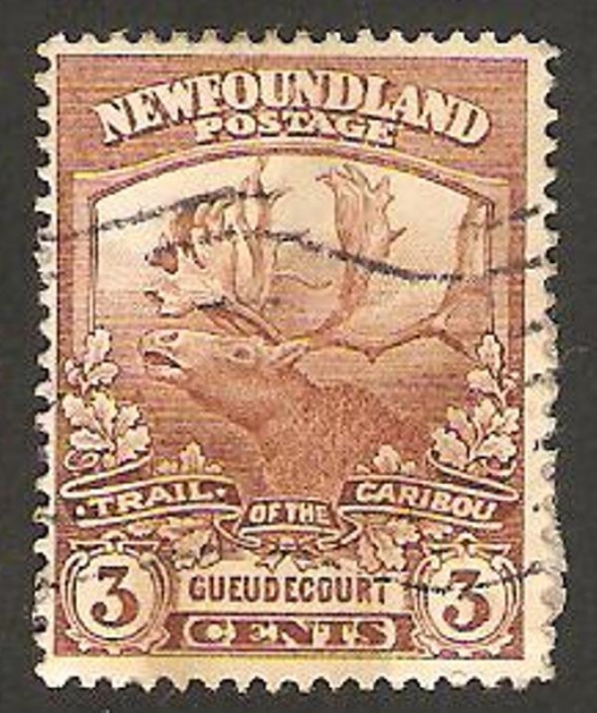 fauna, reno o caribu