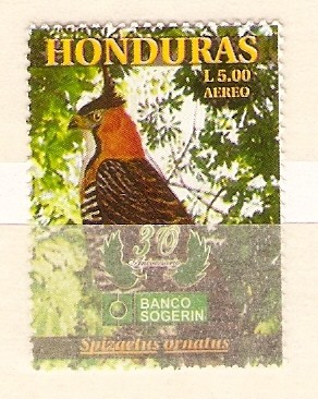 SPIZAETUS  ORNATUS