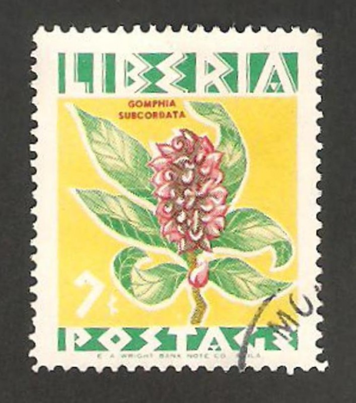 flor, gomphia subcordata