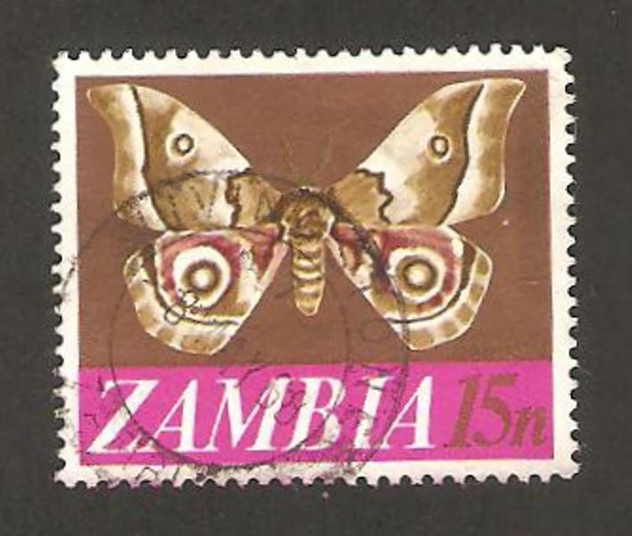 mariposa, nudaurelia zambesina