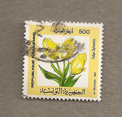 Planta Tulipa sylvestris