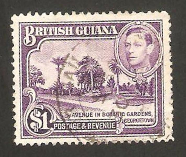 george VI, jardín botánico de georgetown