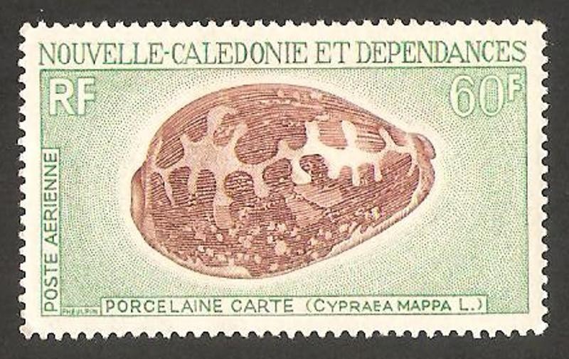 caracola de mar,  cypraea mappa