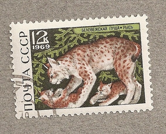 Lince con crías