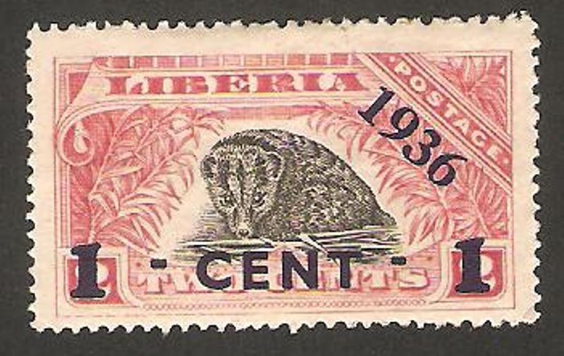 fauna, civette musquee 