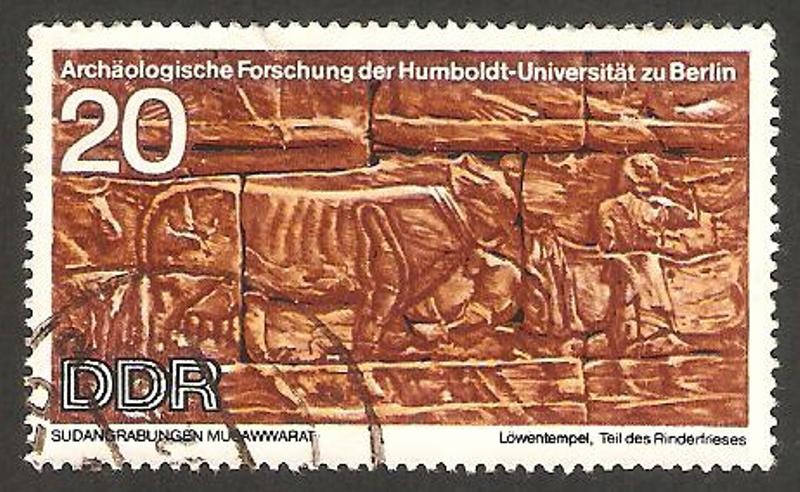 descubrimientos arqueológicos en musawwarat (sudan), en la universidad humbolt de berloin, dos buey