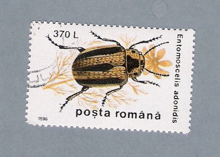 Entomoscelis Adonidis