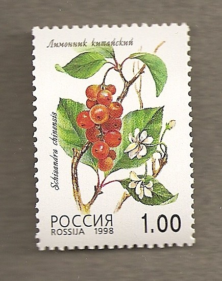 Schisandra chinensis