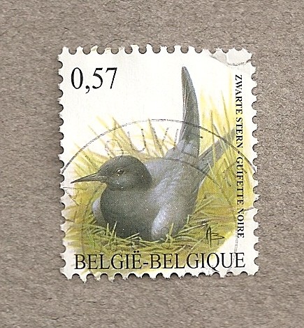 Ave Chlidonias niger