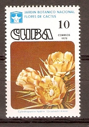 CYLINDROPUNTIA  HYSTRIX