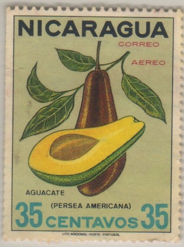Persea americana