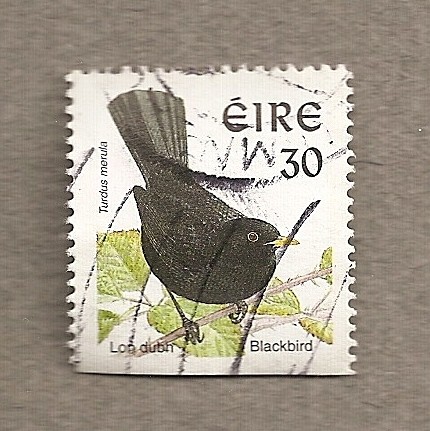Turdus merula