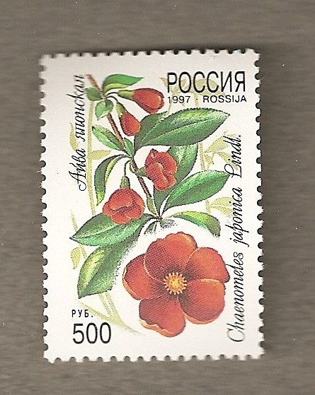Chaenometes japonica