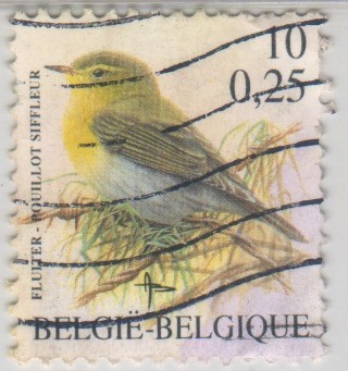 Phylloscopus sibilatrix