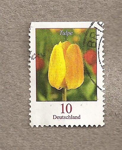 Tulipán