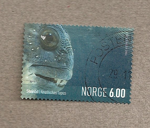 Pez Anarchichas lupus