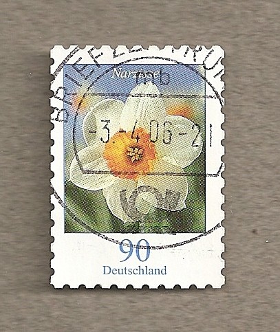 Narciso